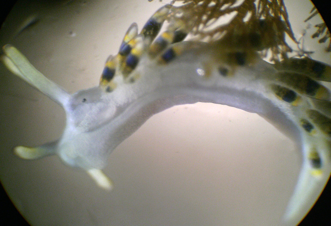 4 mm di nudibranco